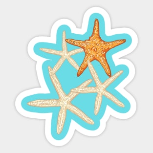 Starfish Sticker